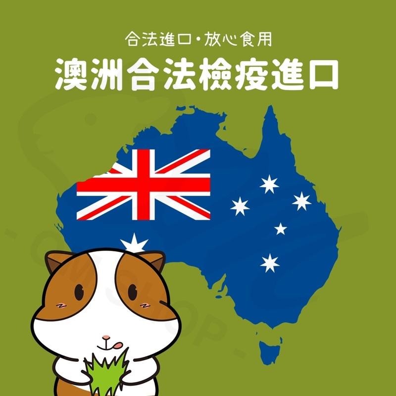 【新草超級好吃😋】甜燕麥草 澳洲燕麥草 甜小麥 兔子牧草 天竺鼠點心 龍貓 嗜口性佳 草食性 挑食 挑嘴兔鼠最愛 混合草-細節圖3