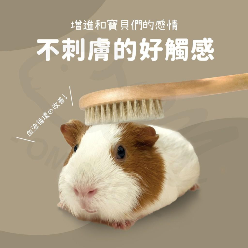 【兔子天竺鼠最愛】天竺鼠梳子 兔子梳子 寵物 梳毛 按摩 刷毛 除毛梳 兔子梳毛 倉鼠 天竺鼠 豬鬃毛 不刺膚-細節圖2