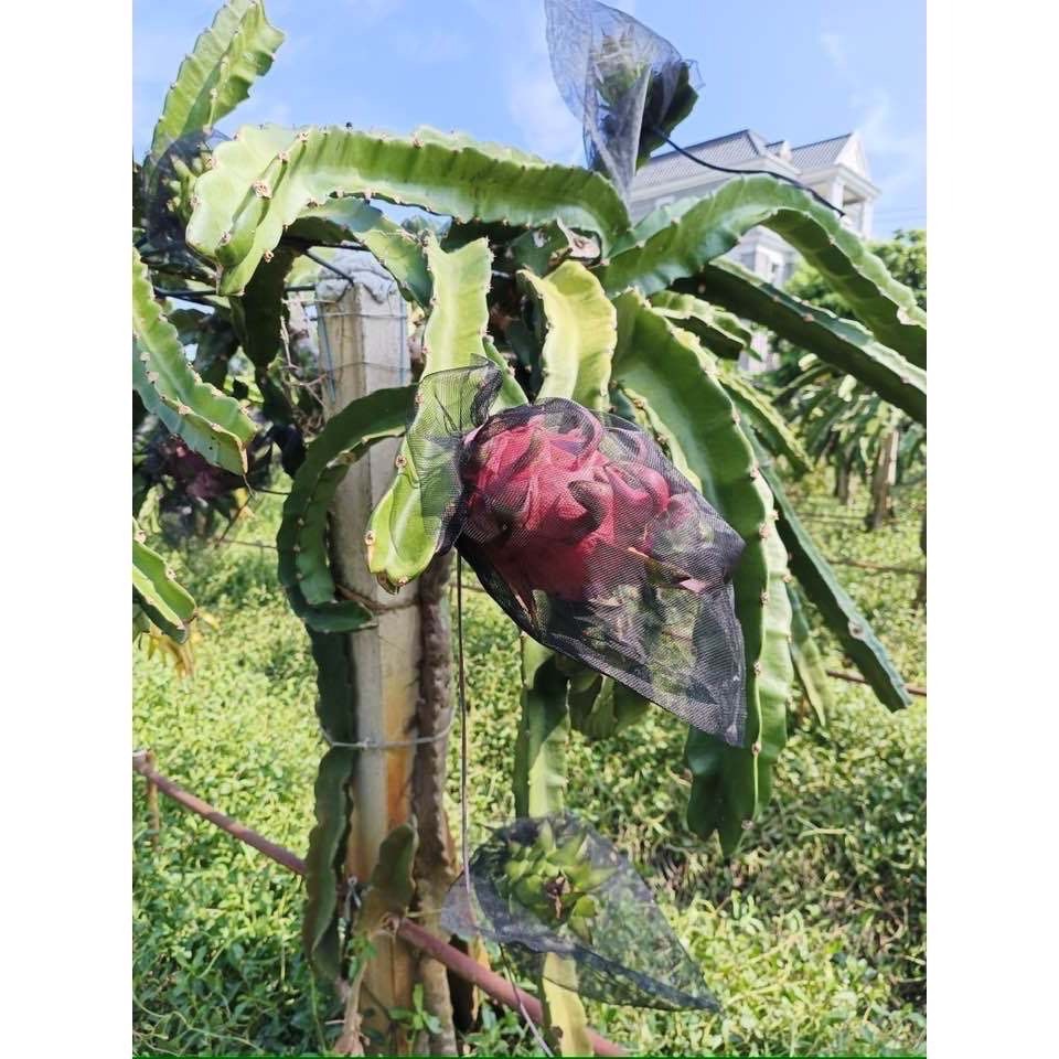 產季已結束(先看說明)~源鄉火龍果園~草生栽培無噴農藥黃豆渣肥紅肉火龍果-細節圖2