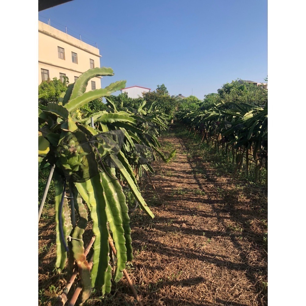 產季已結束(先看說明)~源鄉火龍果園~草生栽培無噴農藥黃豆渣肥紅肉火龍果-細節圖5