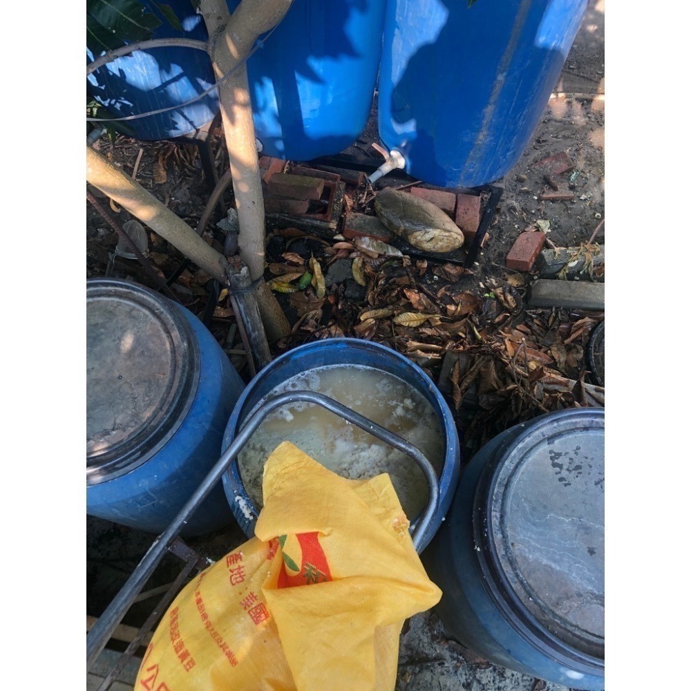 6月產量穩定(先看說明)~源鄉火龍果園~草生栽培無噴農藥黃豆渣肥紅肉火龍果-細節圖4