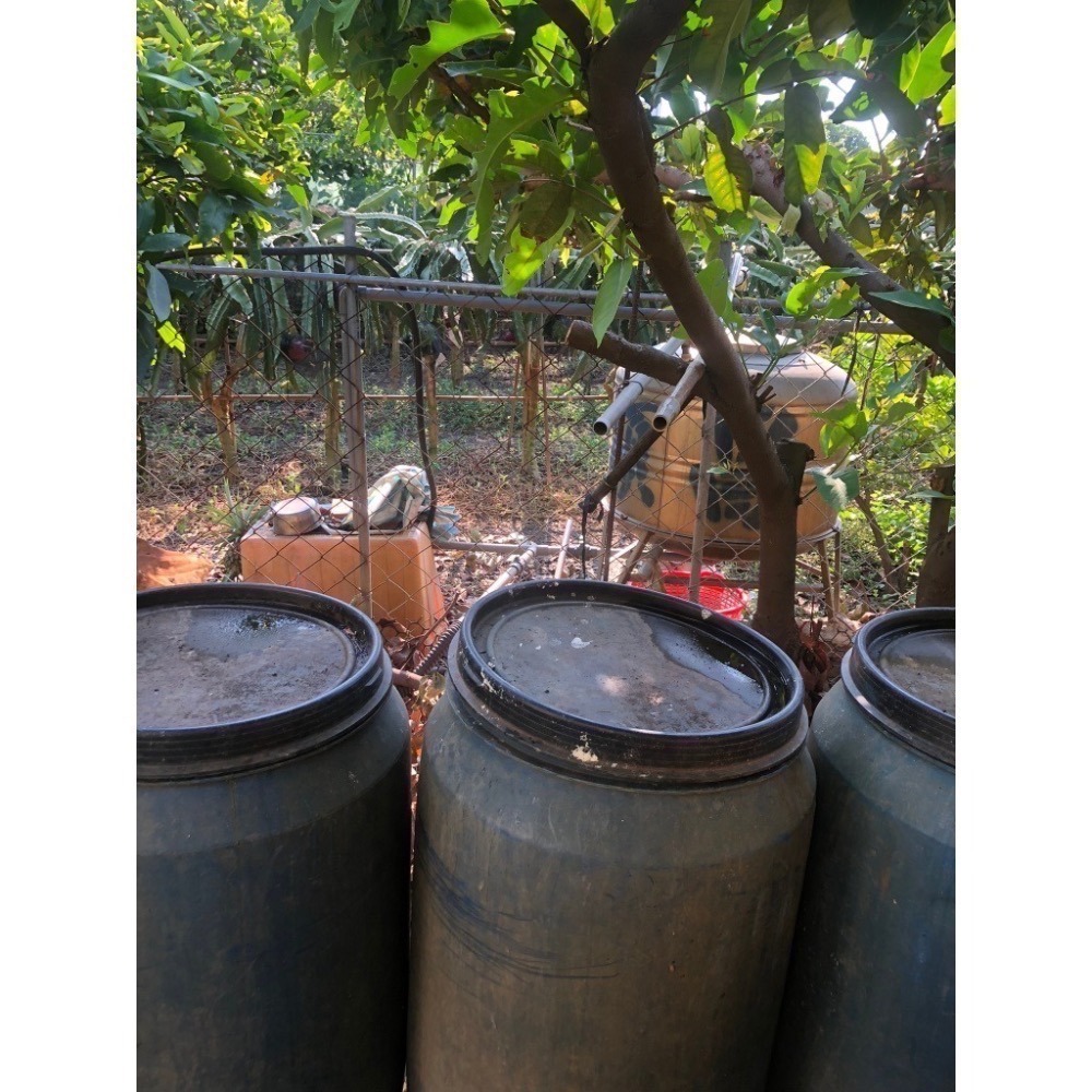 6月產量穩定(先看說明)~源鄉火龍果園~草生栽培無噴農藥黃豆渣肥紅肉火龍果-細節圖6