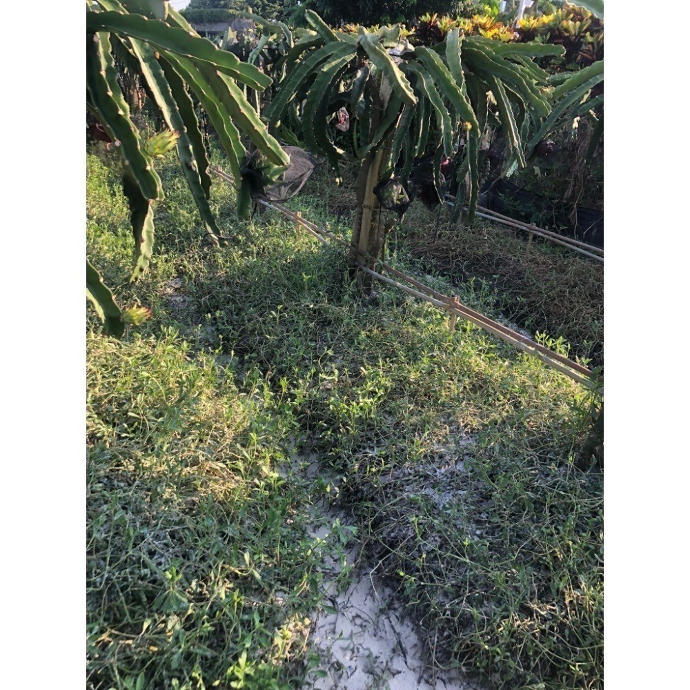 6月產量穩定(先看說明)~源鄉火龍果園~草生栽培無噴農藥黃豆渣肥紅肉火龍果-細節圖8