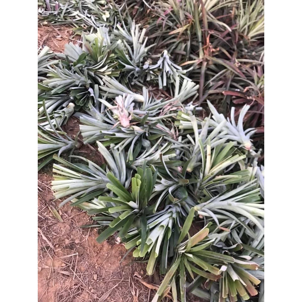 金鑽鳳梨苗 🌳大樹具產銷履歷 超取限15顆-細節圖2