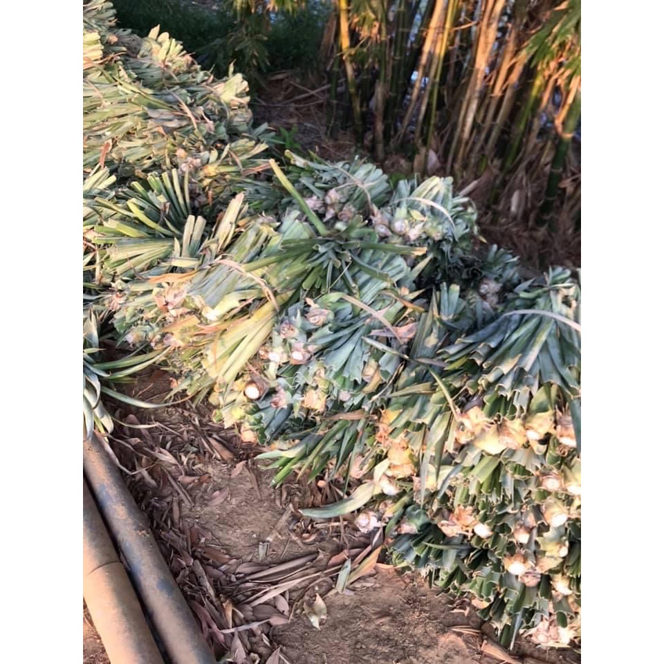 金鑽鳳梨苗 🌳大樹具產銷履歷 超取限15顆-細節圖3