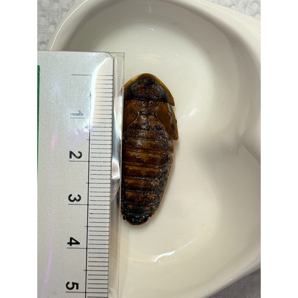 新鮮川燙杜比亞真空優質飼料-細節圖2