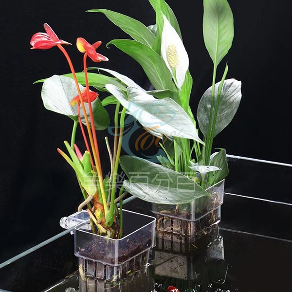 ～★魚樂百分百水族★～ 魚缸壓克力掛式水培植物定植籃-細節圖3
