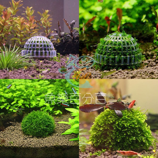 ～★魚樂百分百水族★～ 莫絲定植球、水草定植球、免綁莫絲球-細節圖2