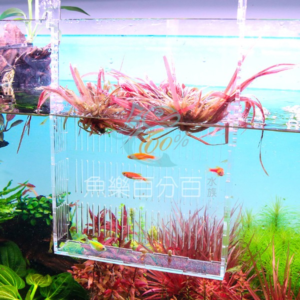 ～★魚樂百分百水族★～ 沃韋朗VOONLINE－壓克力透明隔離盒 S／M-細節圖3