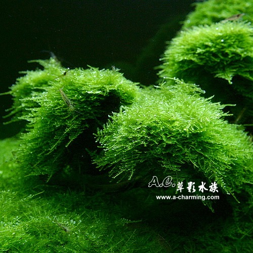 【AC草影】小三角莫絲盒裝【一盒】陰性水草 陰性草 不用co2 不須二氧化碳 新手水草 默思 莫斯 水草造景 水生植物-規格圖6
