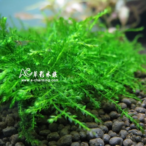 【AC草影】淚眼莫絲散裝【一份】陰性水草 陰性草 前景草 不用二氧化碳  新手水草 綠水草 真水草 水生植物-規格圖5