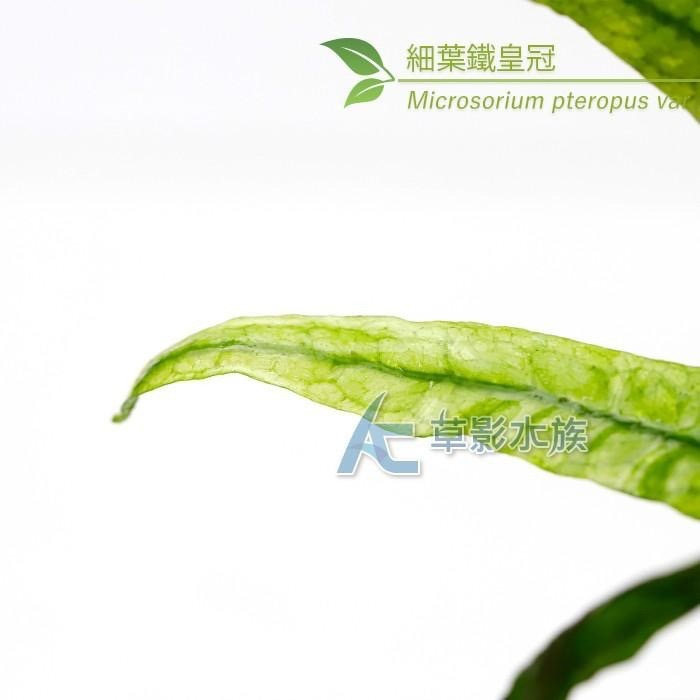 【AC草影】細葉鐵皇冠【一盆】陰性水草 陰性草 新手水草 不需要co2 極火蝦的家 不用CO2 水草造景-細節圖3