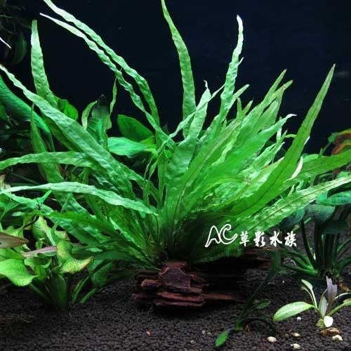 【AC草影】細葉鐵皇冠【一盆】陰性水草 陰性草 新手水草 不需要co2 極火蝦的家 不用CO2 水草造景-細節圖4