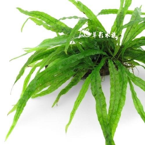 【AC草影】細葉鐵皇冠【一盆】陰性水草 陰性草 新手水草 不需要co2 極火蝦的家 不用CO2 水草造景-細節圖5