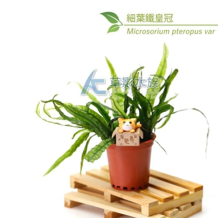 【AC草影】細葉鐵皇冠【一盆】陰性水草 陰性草 新手水草 不需要co2 極火蝦的家 不用CO2 水草造景-細節圖7