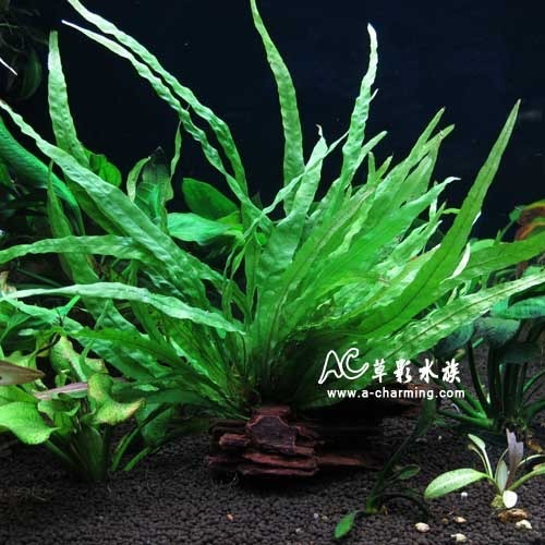 【AC草影】細葉鐵皇冠【一盆】陰性水草 陰性草 新手水草 不需要co2 極火蝦的家 不用CO2 水草造景-細節圖9