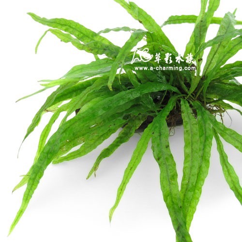 【AC草影】細葉鐵皇冠【一盆】陰性水草 陰性草 新手水草 不需要co2 極火蝦的家 不用CO2 水草造景-細節圖10