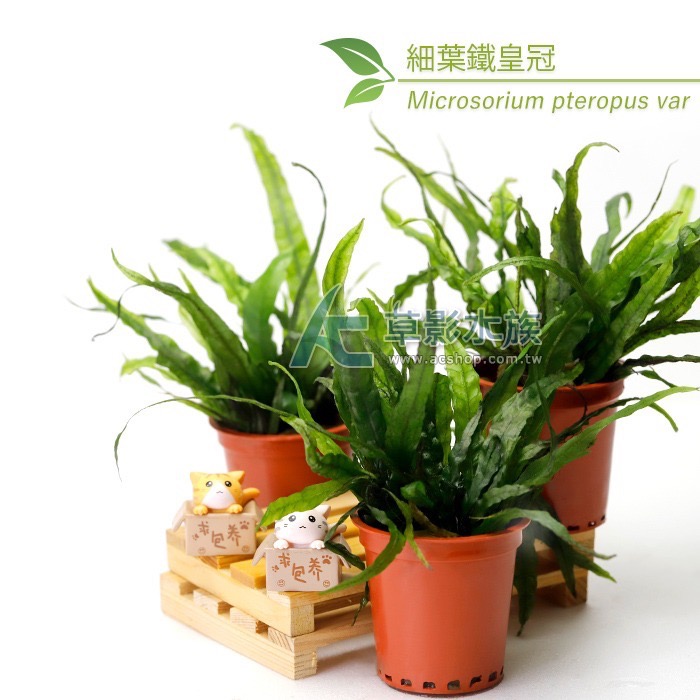 【AC草影】細葉鐵皇冠【一盆】陰性水草 陰性草 新手水草 不需要co2 極火蝦的家 不用CO2 水草造景-規格圖11