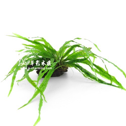 【AC草影】細葉鐵皇冠【一盆】陰性水草 陰性草 新手水草 不需要co2 極火蝦的家 不用CO2 水草造景-規格圖11