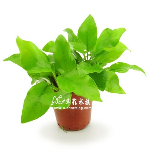 【AC草影】黃金小榕【一盆】水草 前景草 盆裝 陰性水草 陰性草不需CO2 水草造景 造景水草 耐熱 不用CO2 低光量-細節圖4