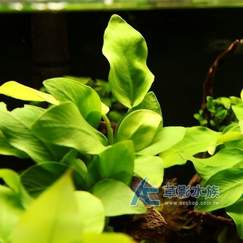 【AC草影】黃金小榕【一盆】水草 前景草 盆裝 陰性水草 陰性草不需CO2 水草造景 造景水草 耐熱 不用CO2 低光量-細節圖2