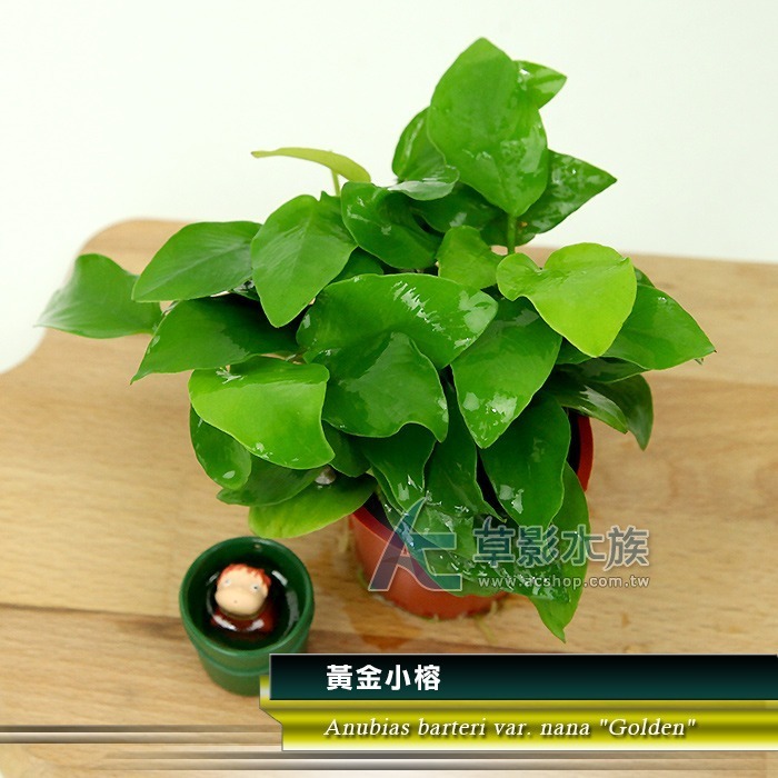 【AC草影】黃金小榕【一盆】水草 前景草 盆裝 陰性水草 陰性草不需CO2 水草造景 造景水草 耐熱 不用CO2 低光量-細節圖3