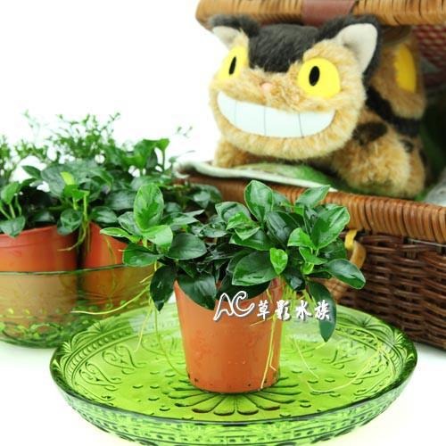 【AC草影】袖珍小榕【一盆】水草 陰性水草 前景草 盆裝 陰性水草 不需要二氧化碳 新手水草 耐熱 不用CO2 水生植物-細節圖2