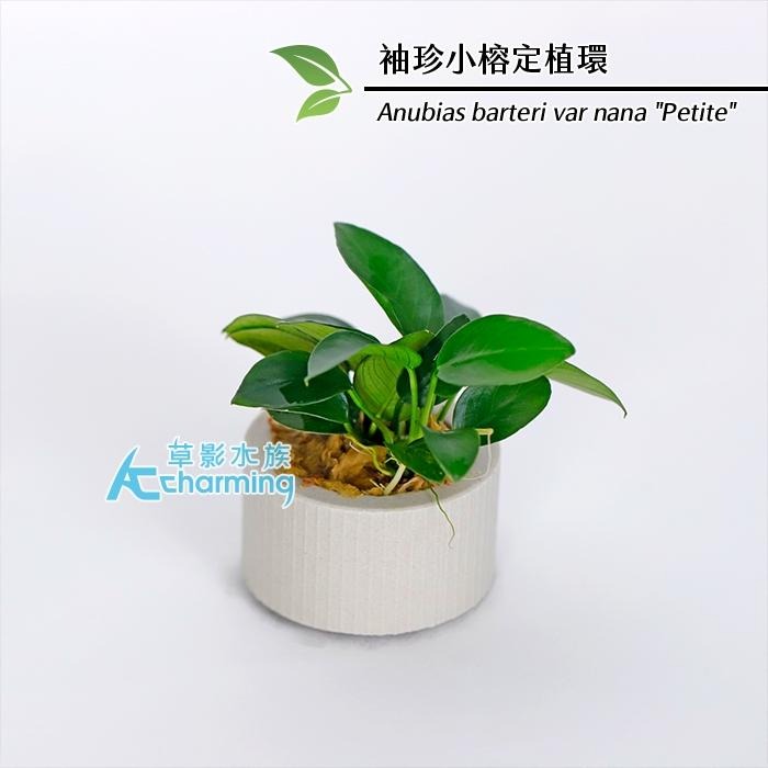 【AC草影】袖珍小榕【一盆】水草 陰性水草 前景草 盆裝 陰性水草 不需要二氧化碳 新手水草 耐熱 不用CO2 水生植物-細節圖3