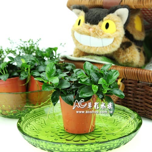 【AC草影】袖珍小榕【一盆】水草 陰性水草 前景草 盆裝 陰性水草 不需要二氧化碳 新手水草 耐熱 不用CO2 水生植物-規格圖4