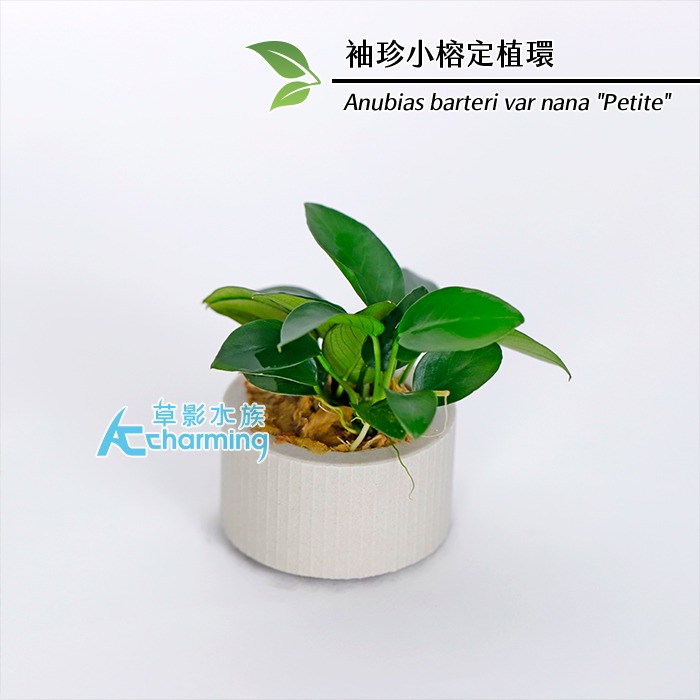 【AC草影】袖珍小榕【一盆】水草 陰性水草 前景草 盆裝 陰性水草 不需要二氧化碳 新手水草 耐熱 不用CO2 水生植物-規格圖4