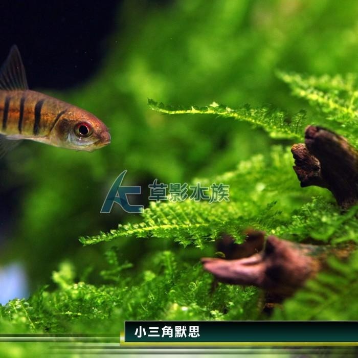 【AC草影】小三角莫絲散裝【一份】陰性水草 陰性草 不用co2 水生植物 新手水草 默思 莫斯 造景水草 水草造景-細節圖3