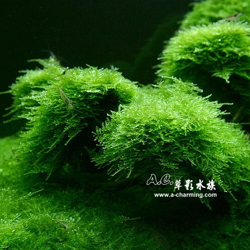 【AC草影】小三角莫絲散裝【一份】陰性水草 陰性草 不用co2 水生植物 新手水草 默思 莫斯 造景水草 水草造景-規格圖4