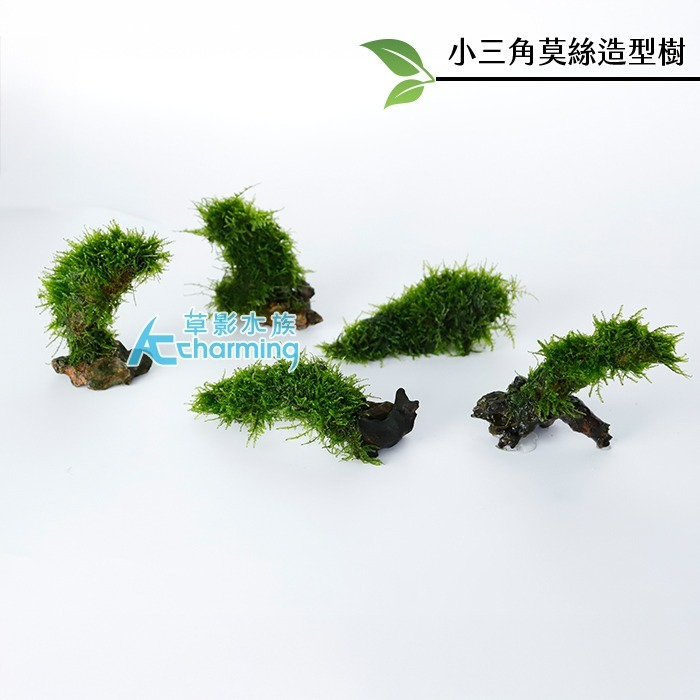 【AC草影】小三角莫絲散裝【一份】陰性水草 陰性草 不用co2 水生植物 新手水草 默思 莫斯 造景水草 水草造景-規格圖4