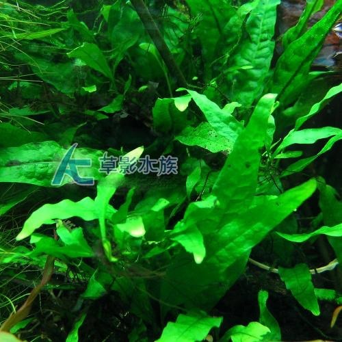 【AC草影】鐵皇冠 陰性水草 陰性草中景草 蕨類植物 不需要二氧化碳 耐熱 不需co2 新手水草 水生植物 水草造景-細節圖2