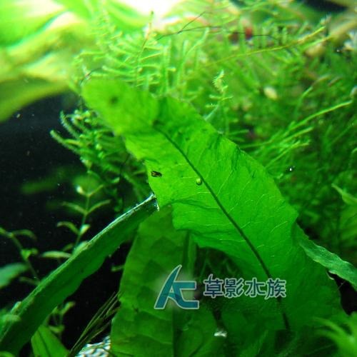 【AC草影】鐵皇冠 陰性水草 陰性草中景草 蕨類植物 不需要二氧化碳 耐熱 不需co2 新手水草 水生植物 水草造景-細節圖3