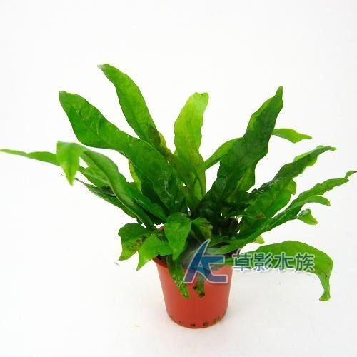 【AC草影】鐵皇冠 陰性水草 陰性草中景草 蕨類植物 不需要二氧化碳 耐熱 不需co2 新手水草 水生植物 水草造景-細節圖4