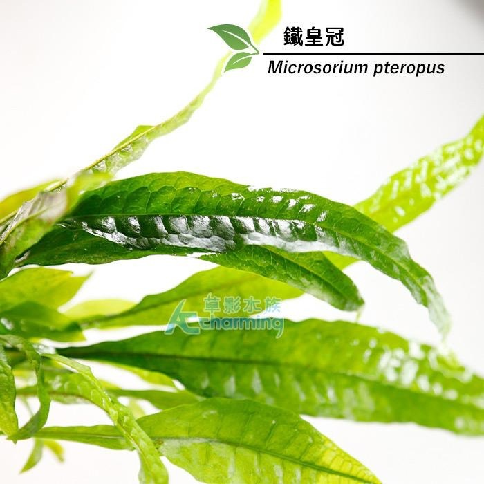 【AC草影】鐵皇冠 陰性水草 陰性草中景草 蕨類植物 不需要二氧化碳 耐熱 不需co2 新手水草 水生植物 水草造景-細節圖5