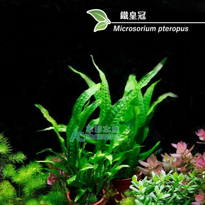 【AC草影】鐵皇冠 陰性水草 陰性草中景草 蕨類植物 不需要二氧化碳 耐熱 不需co2 新手水草 水生植物 水草造景-細節圖6