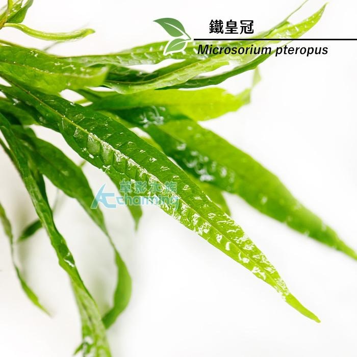 【AC草影】鐵皇冠 陰性水草 陰性草中景草 蕨類植物 不需要二氧化碳 耐熱 不需co2 新手水草 水生植物 水草造景-細節圖7