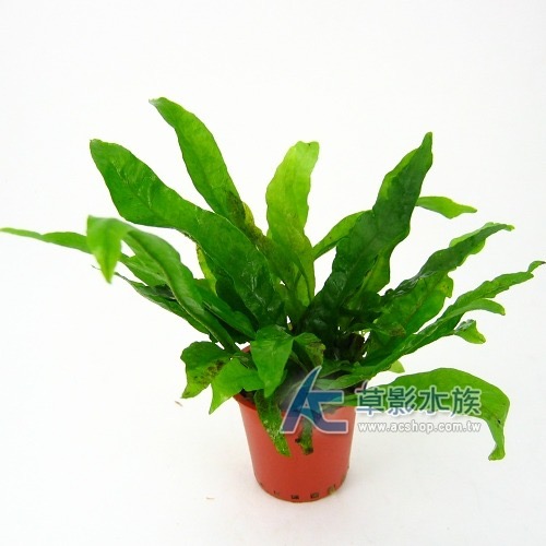 【AC草影】鐵皇冠 陰性水草 陰性草中景草 蕨類植物 不需要二氧化碳 耐熱 不需co2 新手水草 水生植物 水草造景-規格圖7