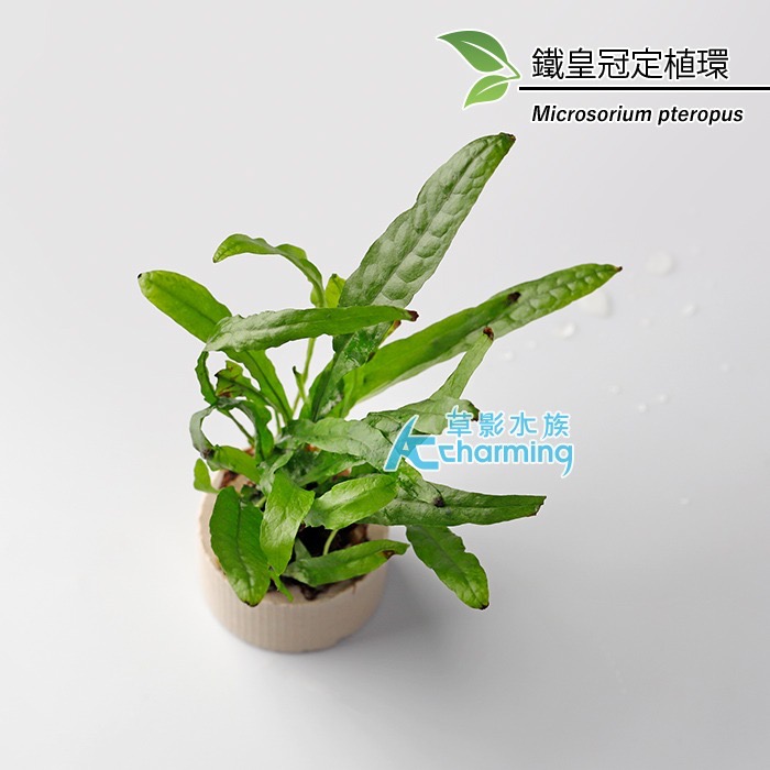 【AC草影】鐵皇冠 陰性水草 陰性草中景草 蕨類植物 不需要二氧化碳 耐熱 不需co2 新手水草 水生植物 水草造景-規格圖7