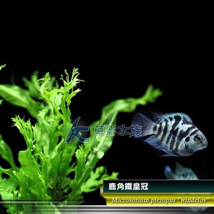 【AC草影】鹿角鐵皇冠 陰性水草 陰性草 不需要CO2 不用二氧化碳 低光量水草 新手水草 中景草 耐熱 魚缸造景 水草-細節圖2