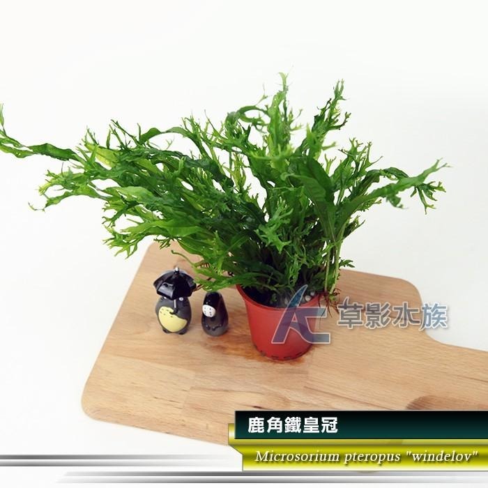 【AC草影】鹿角鐵皇冠 陰性水草 陰性草 不需要CO2 不用二氧化碳 低光量水草 新手水草 中景草 耐熱 魚缸造景 水草-細節圖3