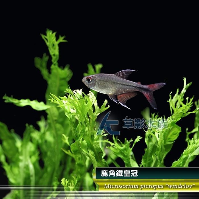 【AC草影】鹿角鐵皇冠 陰性水草 陰性草 不需要CO2 不用二氧化碳 低光量水草 新手水草 中景草 耐熱 魚缸造景 水草-細節圖4