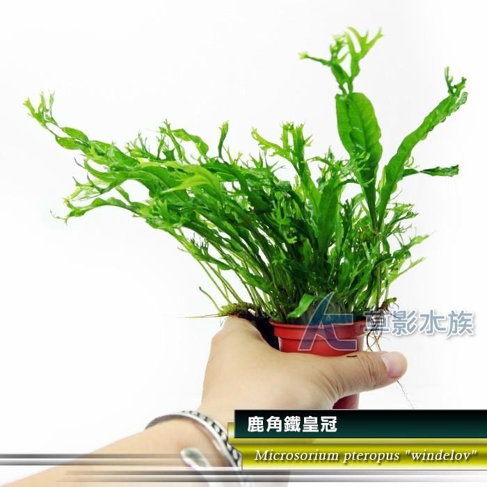 【AC草影】鹿角鐵皇冠 陰性水草 陰性草 不需要CO2 不用二氧化碳 低光量水草 新手水草 中景草 耐熱 魚缸造景 水草-細節圖5