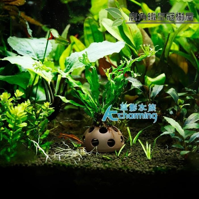 【AC草影】鹿角鐵皇冠 陰性水草 陰性草 不需要CO2 不用二氧化碳 低光量水草 新手水草 中景草 耐熱 魚缸造景 水草-細節圖6