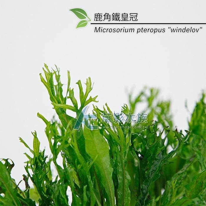 【AC草影】鹿角鐵皇冠 陰性水草 陰性草 不需要CO2 不用二氧化碳 低光量水草 新手水草 中景草 耐熱 魚缸造景 水草-細節圖8