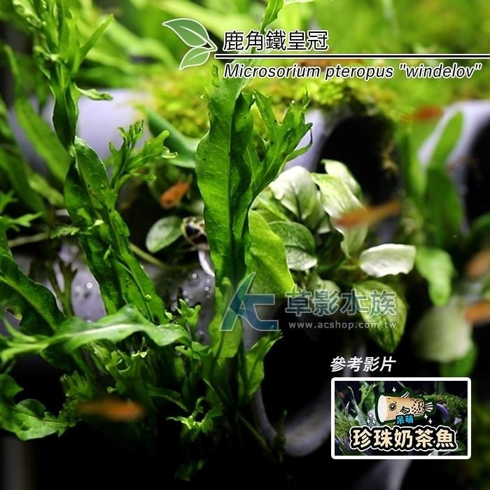 【AC草影】鹿角鐵皇冠 陰性水草 陰性草 不需要CO2 不用二氧化碳 低光量水草 新手水草 中景草 耐熱 魚缸造景 水草-細節圖7