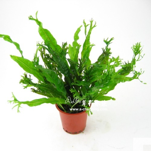 【AC草影】鹿角鐵皇冠 陰性水草 陰性草 不需要CO2 不用二氧化碳 低光量水草 新手水草 中景草 耐熱 魚缸造景 水草-規格圖9