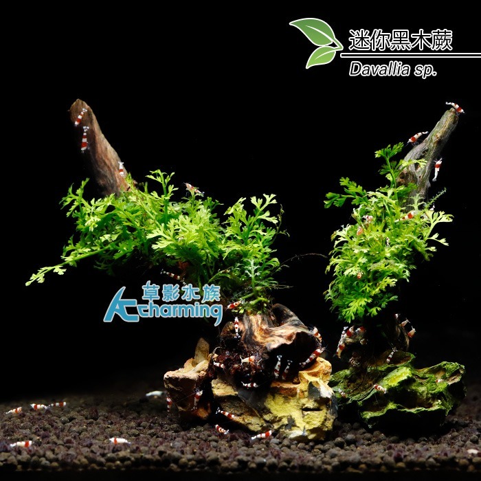 迷你黑木蕨 石景沉木